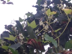 Sicyoeae