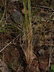 Festuca myuros