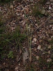 Festuca myuros