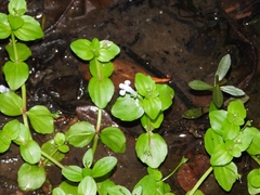 Lindernia rotundifolia