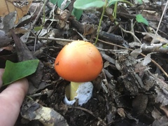 Amanita caesarea