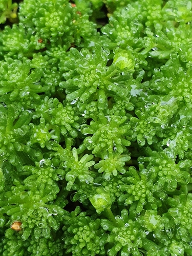 Sedum lydium, photograph 4