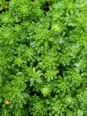 author not stated, no rights reserved Sedum lydium, photograph author not stated, no rights reserved