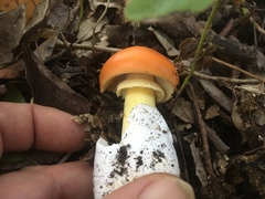 Amanita caesarea