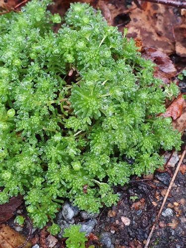 Sedum lydium, photograph 5