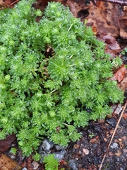 author not stated, no rights reserved Sedum lydium, photograph author not stated, no rights reserved