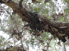 Dendrobium linguiforme