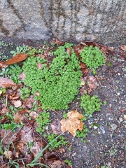 Sedum lydium, photograph author not stated, no rights reserved