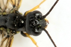 Calameuta pallipes