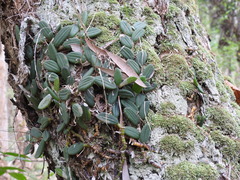 Dendrobium linguiforme