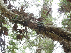 Dendrobium linguiforme