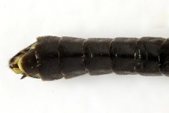 Calameuta pallipes