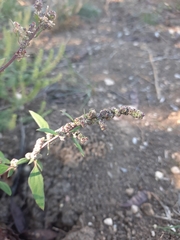 Chenopodium betaceum