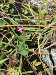 Centaurium pulchellum