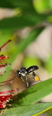 Tetragonula carbonaria