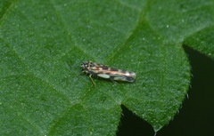 Eupteryx urticae