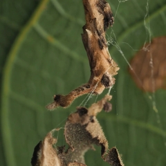 Arachnura