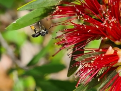 Tetragonula carbonaria