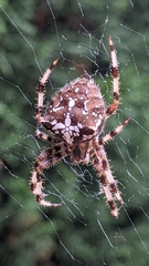 Araneus pallidus