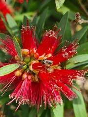 Tetragonula carbonaria