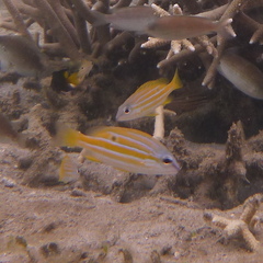 Lutjanus kasmira