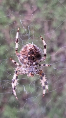 Araneus pallidus