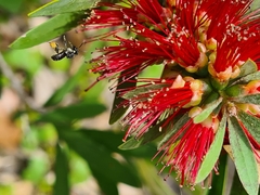 Tetragonula carbonaria
