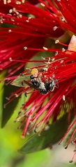 Tetragonula carbonaria