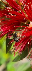 Tetragonula carbonaria