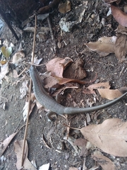 Trachylepis comorensis