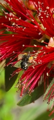 Tetragonula carbonaria