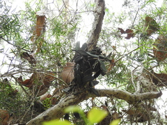 Dendrobium linguiforme
