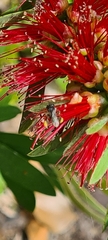 Tetragonula carbonaria