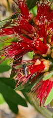Tetragonula carbonaria