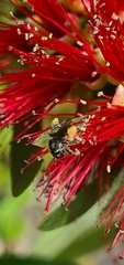 Tetragonula carbonaria