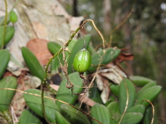 Dendrobium linguiforme