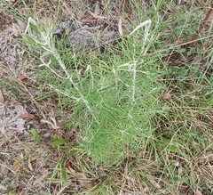 Cassinia laevis