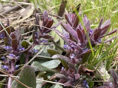 Ajuga australis