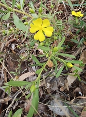 Hibbertia obtusifolia