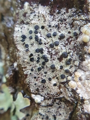 Lecidella elaeochroma