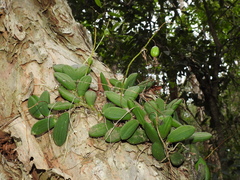 Dendrobium linguiforme