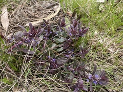 Ajuga australis