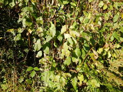 Prunus padus