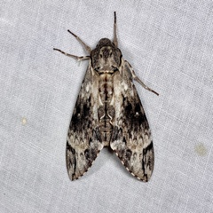 Psilogramma menephron