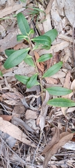 Eremophila debilis