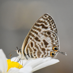 Leptotes