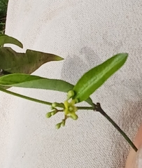 Secamone elliptica