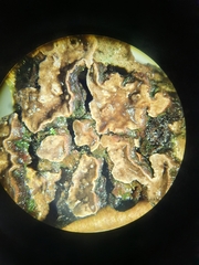 Xylobolus frustulatus