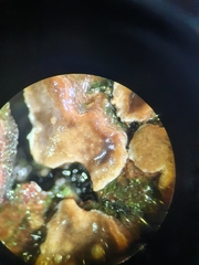 Xylobolus frustulatus