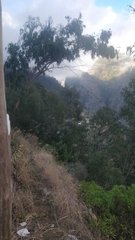 Eucalyptus globulus